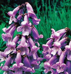 Paulownia tomentosa